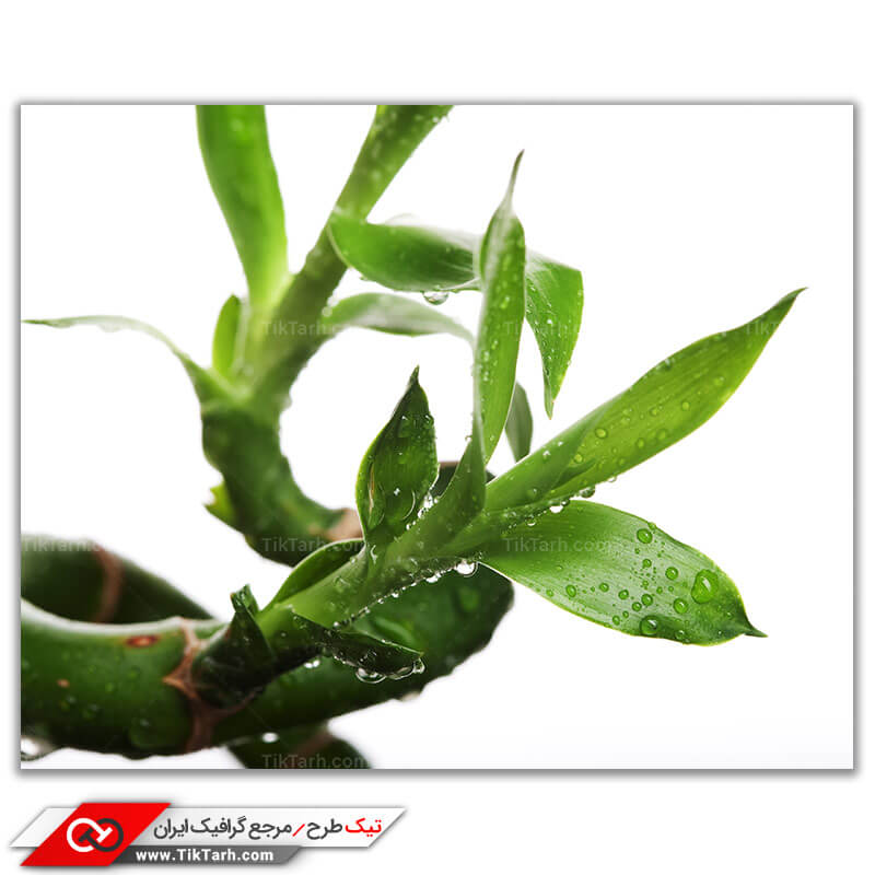 تصویر لارج فرمت از گیاه بامبو