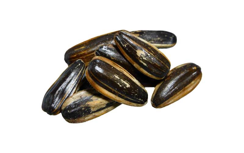 طرح با کیفیت تخمه
