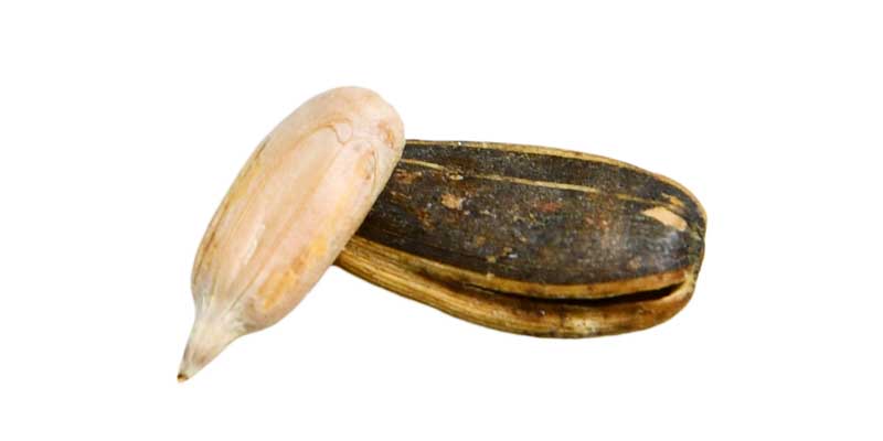 طرح گرافیکی تخمه