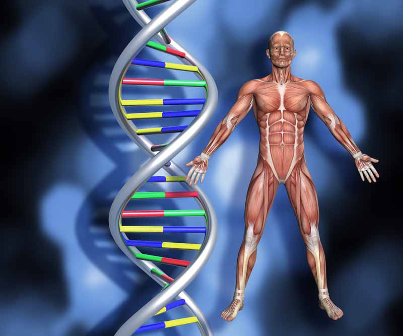 دانلود تصویر DNA و آناتومی عضلات بدن انسان