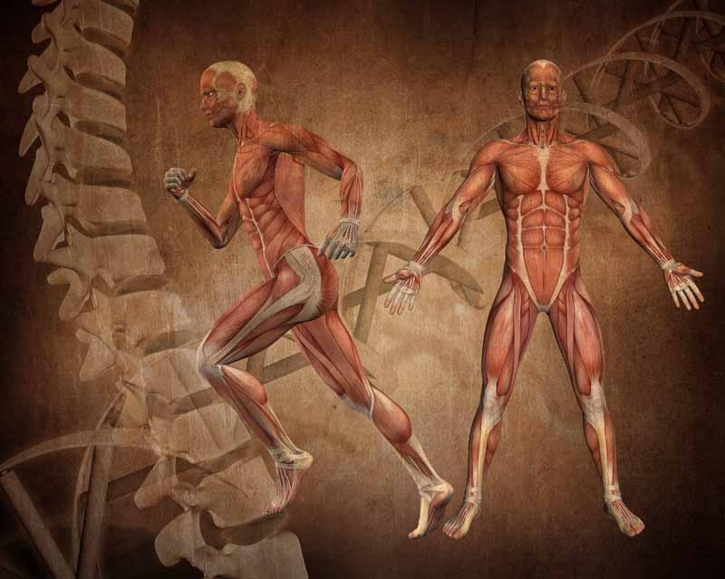 تصویر DNA و آناتومی عضلات بدن انسان