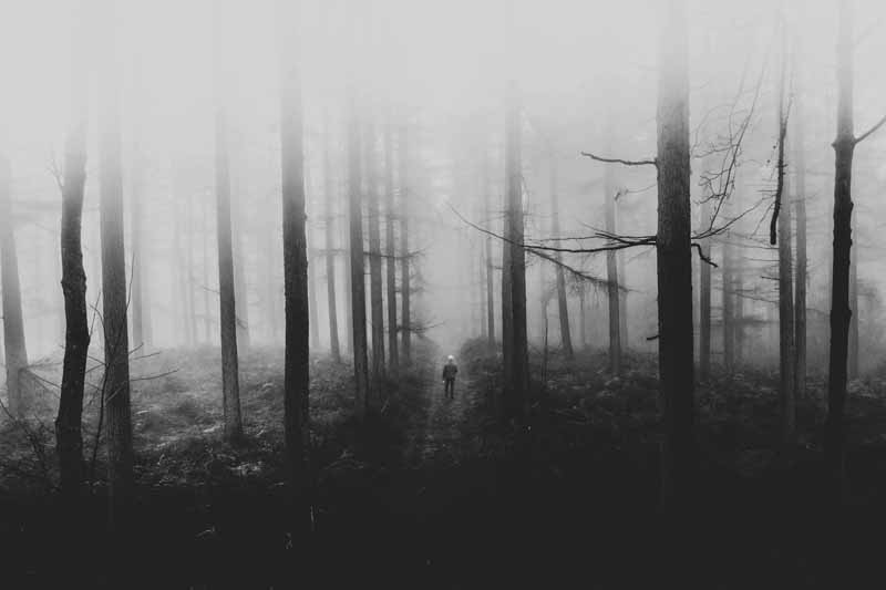 تصویر باکیفیت جنگل مه آلود