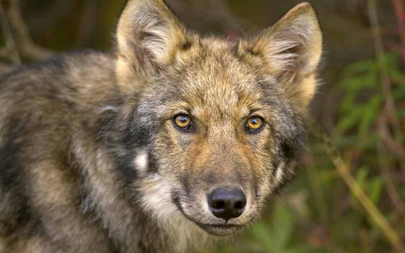 دانلود تصویر شغال