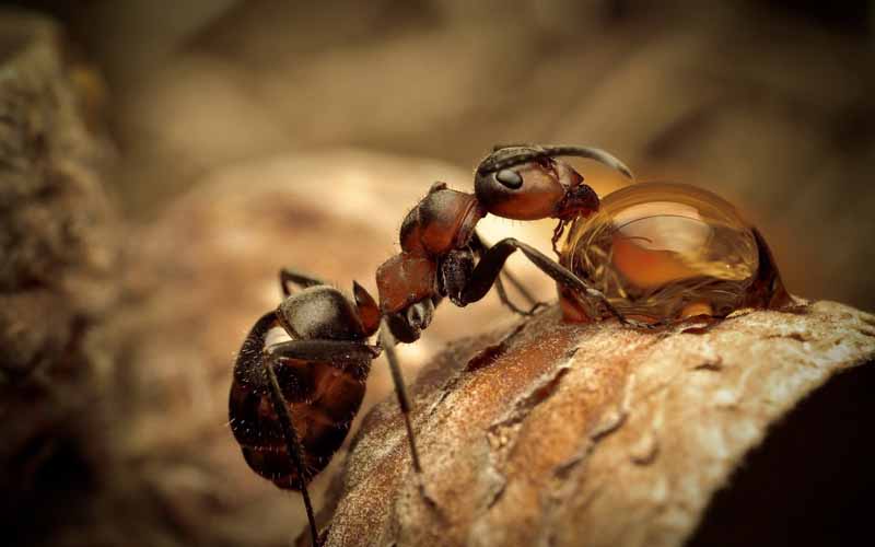 دانلود تصویر مورچه در حال نوشیدن آب