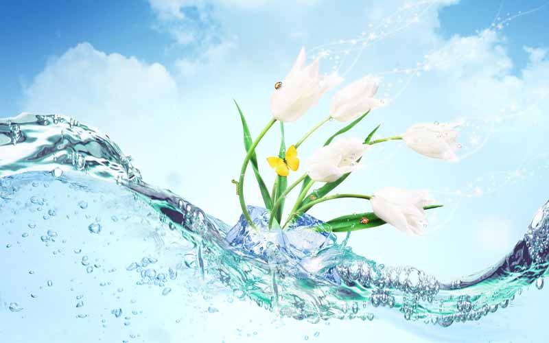 عکس فانتزی گل های سفید روی آب