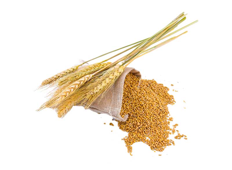 طرح خوشه و دانه های گندم