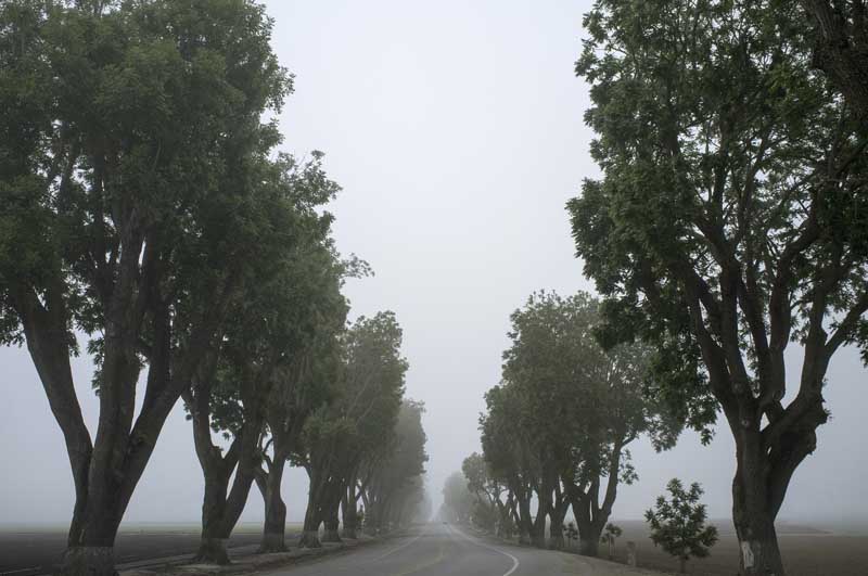 تصویر جاده و درختان در هوای مه آلود