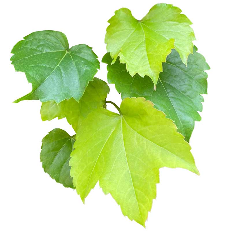 طرح برگ های مو