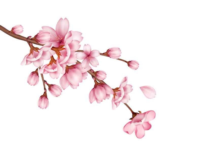 طرح کلیپ آرت شکوفه