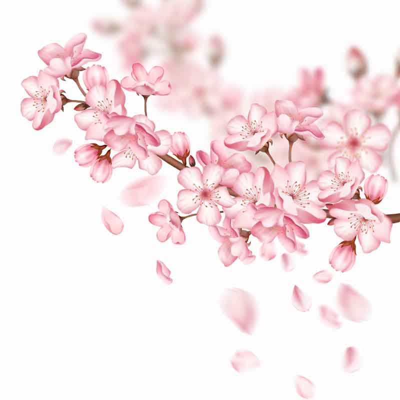 طرح کلیپ آرت شکوفه های بهار