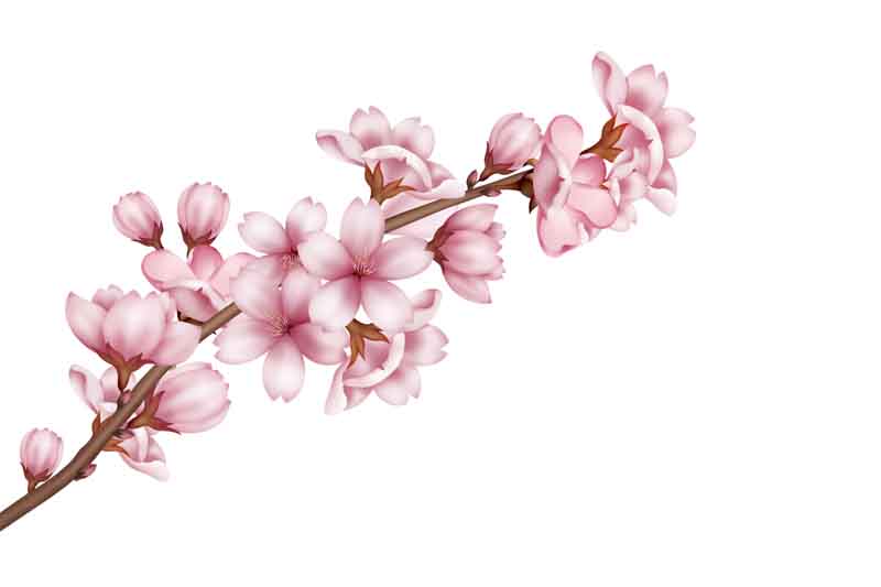 طرح کلیپ آرت شکوفه های درخت