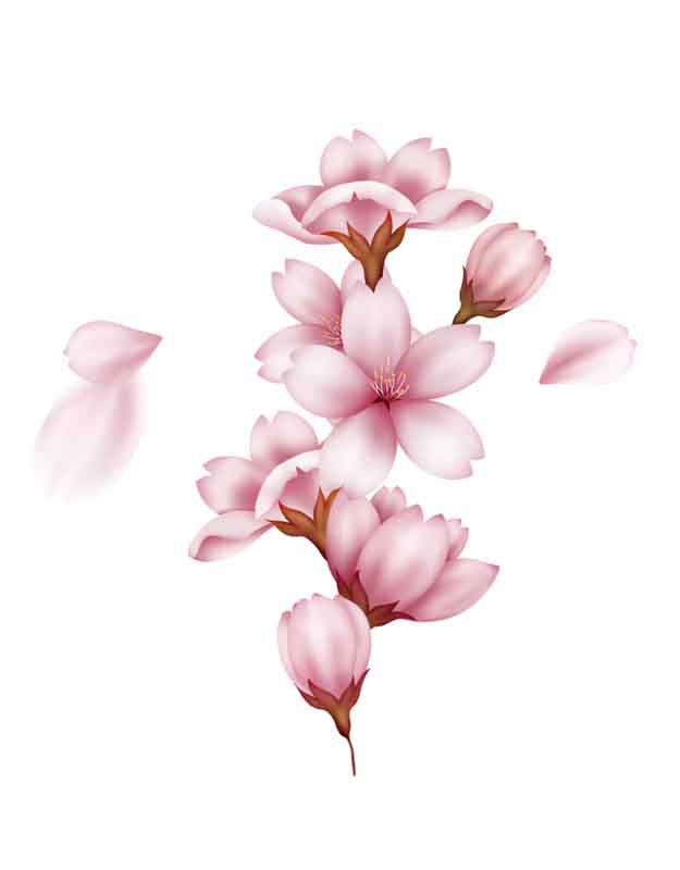 طرح کلیپ آرت شکوفه گیلاس