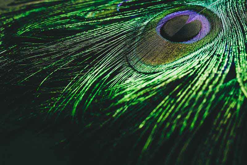 دانلود تصویر پر سبز طاووس