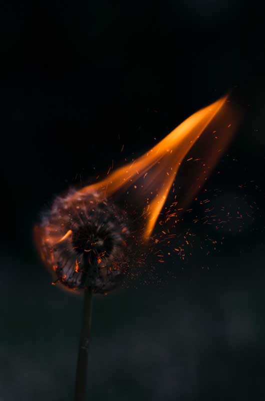 دانلود تصویر قاصدک آتش گرفته