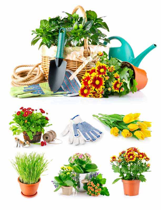 دانلود عکس انواع گل و ابزار باغبانی