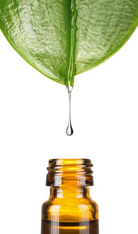 عکس لارج فرمت برگ و قطره روغن