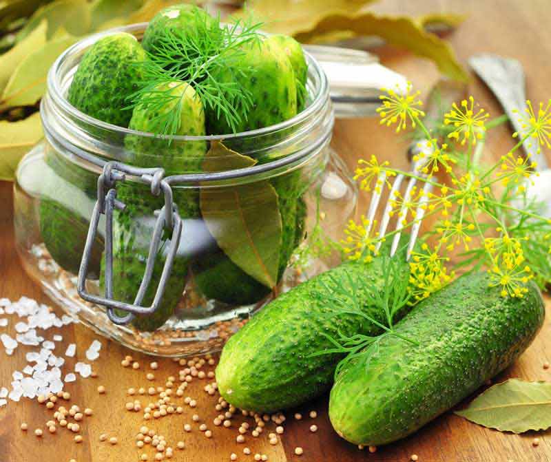 عکس زیبای خیار