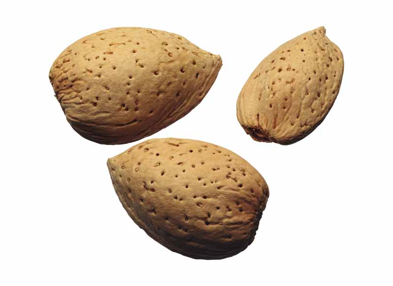 دانلود طرح سه عدد بادام