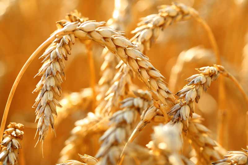 تصویر با کیفیت از خوشه های گندم