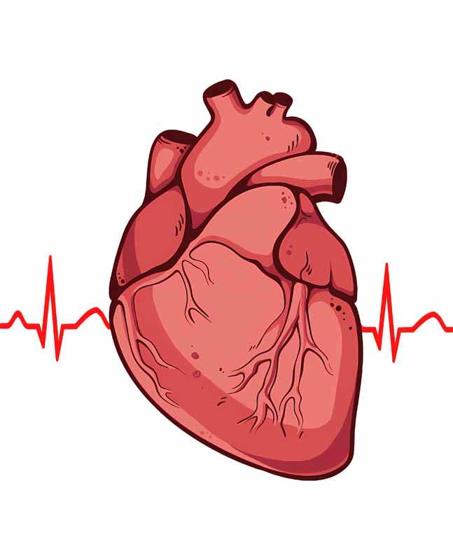 دانلود طرح آناتومی قلب