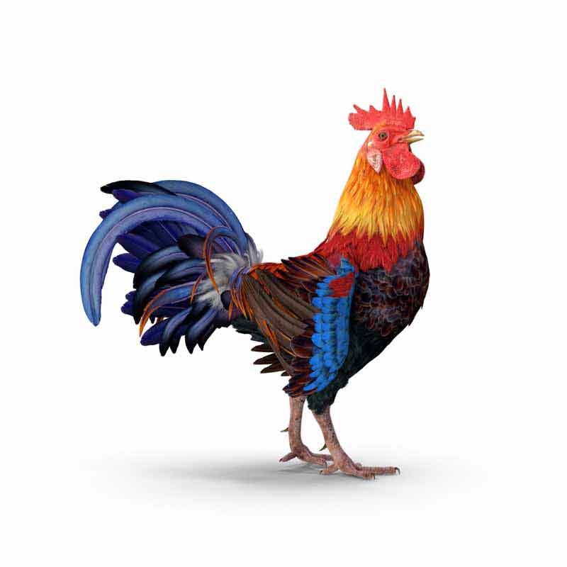 دانلود طرح خروس رنگارنگ