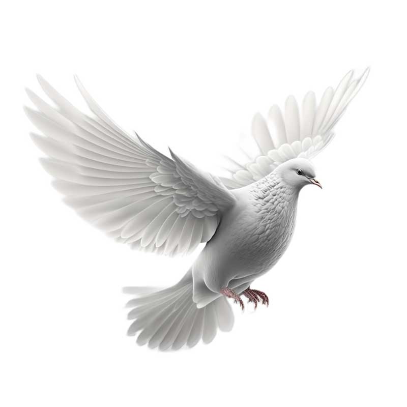دانلود طرح پرواز کبوتر سفید