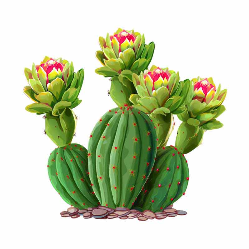 دانلود طرح گل کاکتوس