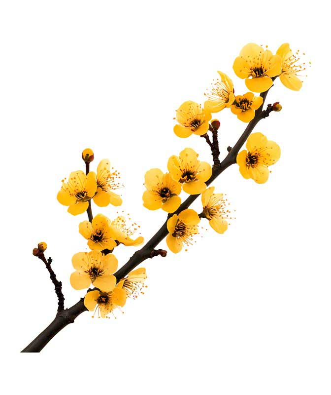 دانلود طرح شاخه درخت