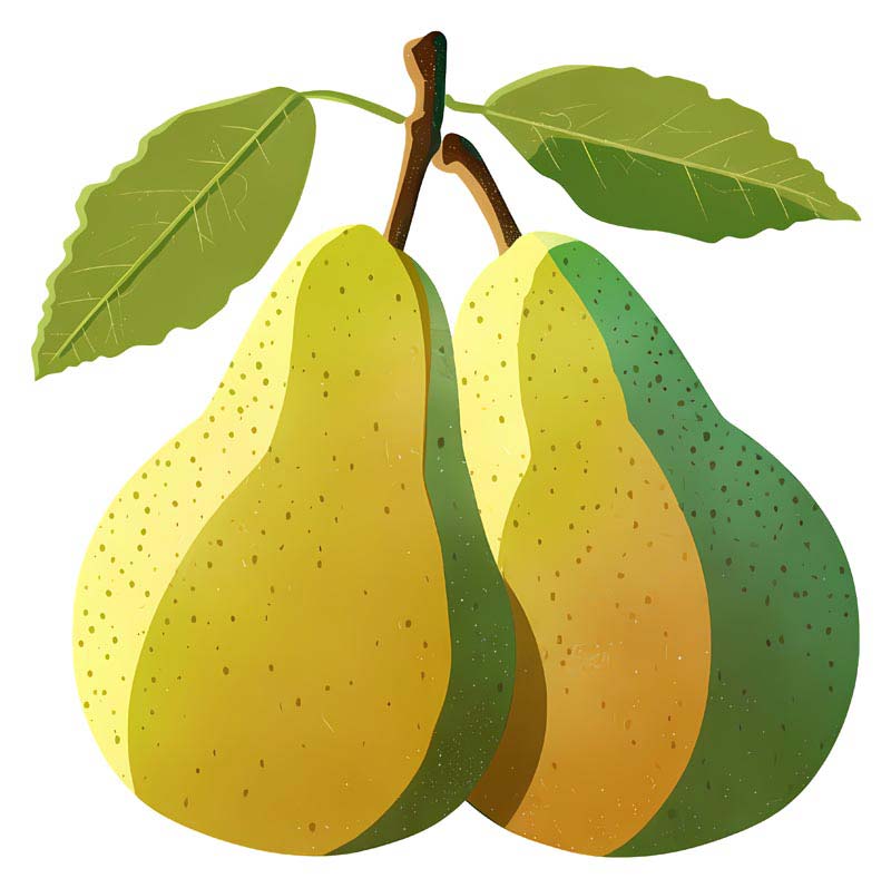 دانلود طرح گلابی
